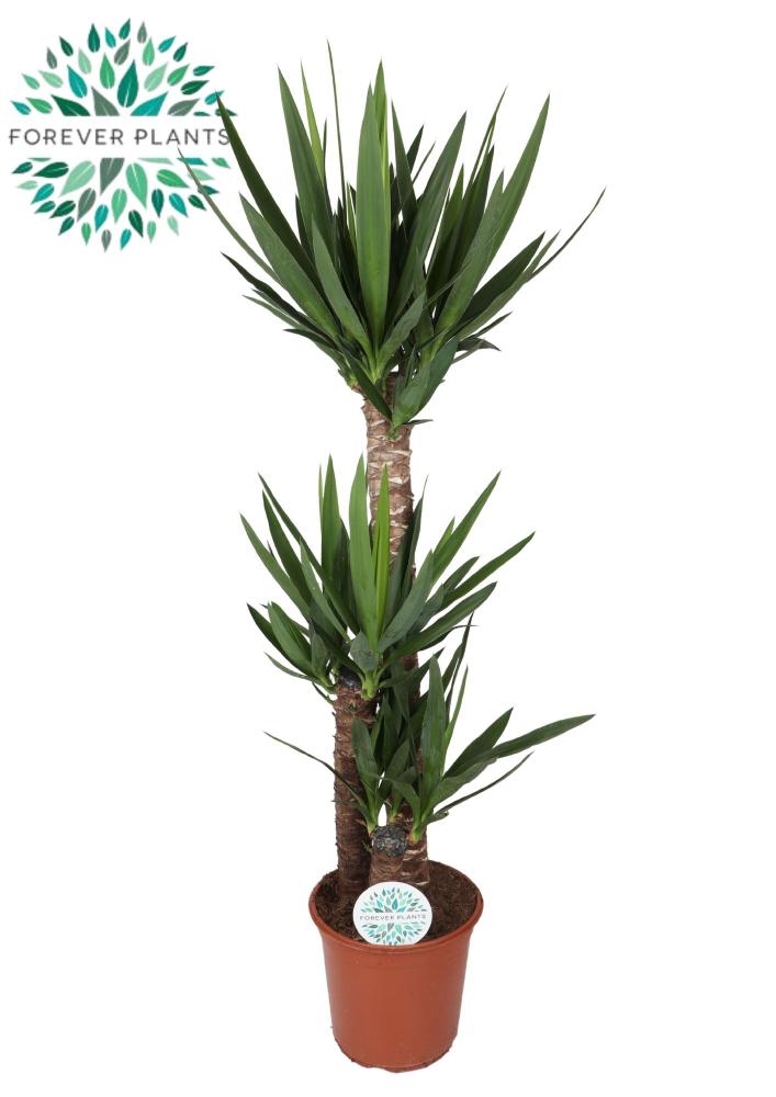yucca