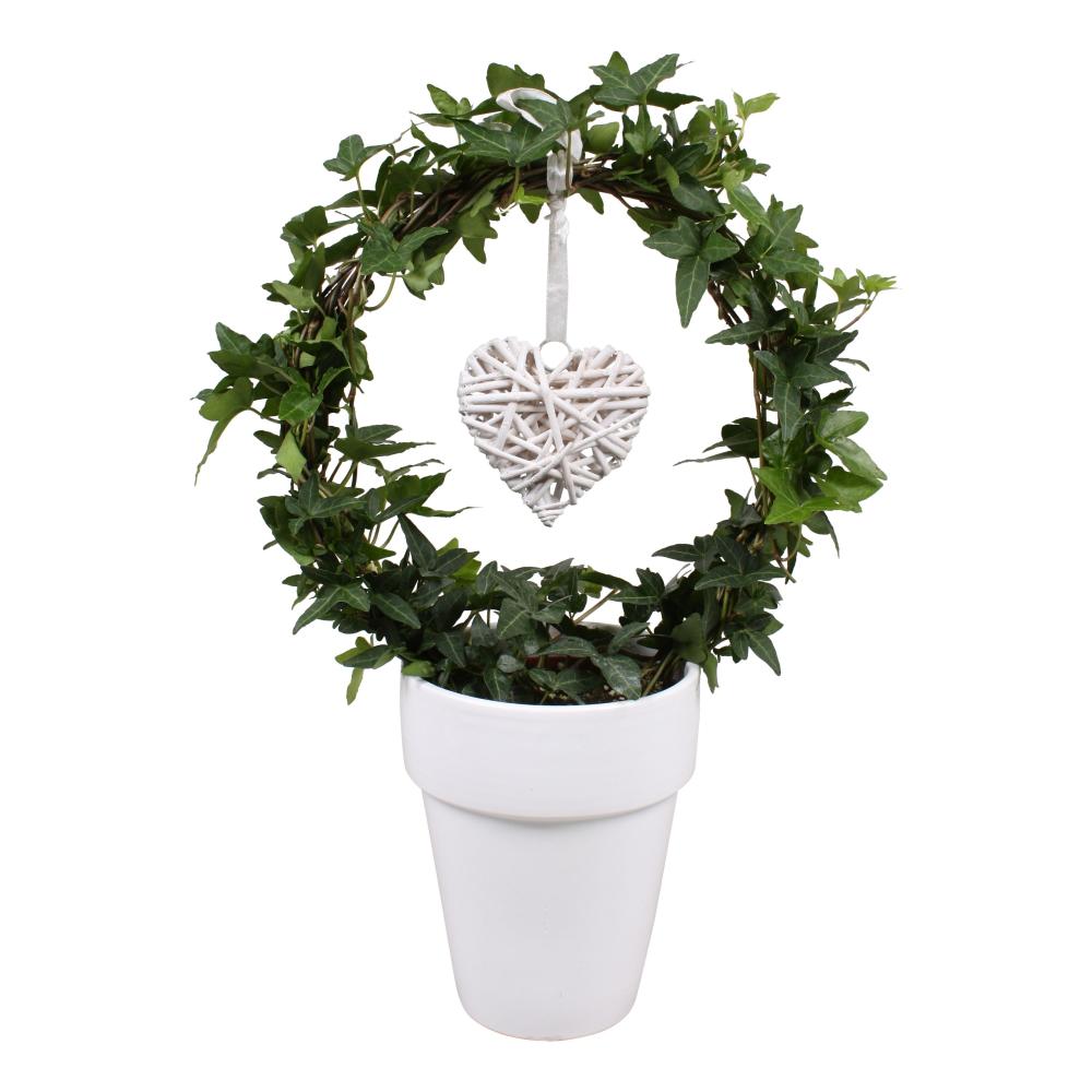 Hedera