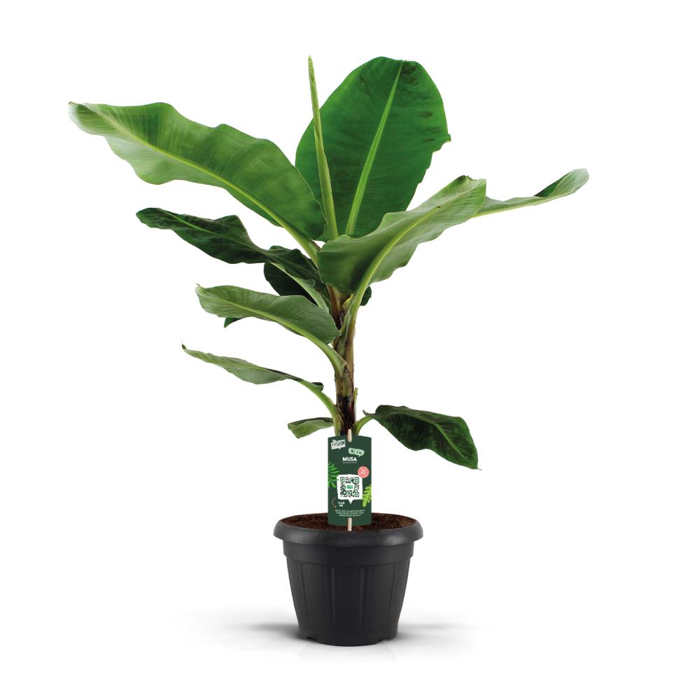 musa