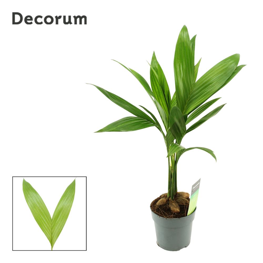 Areca