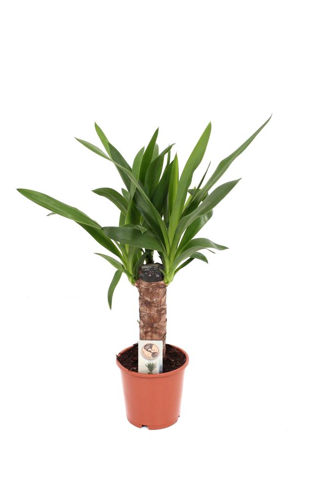 yucca
