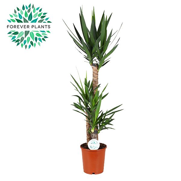 yucca