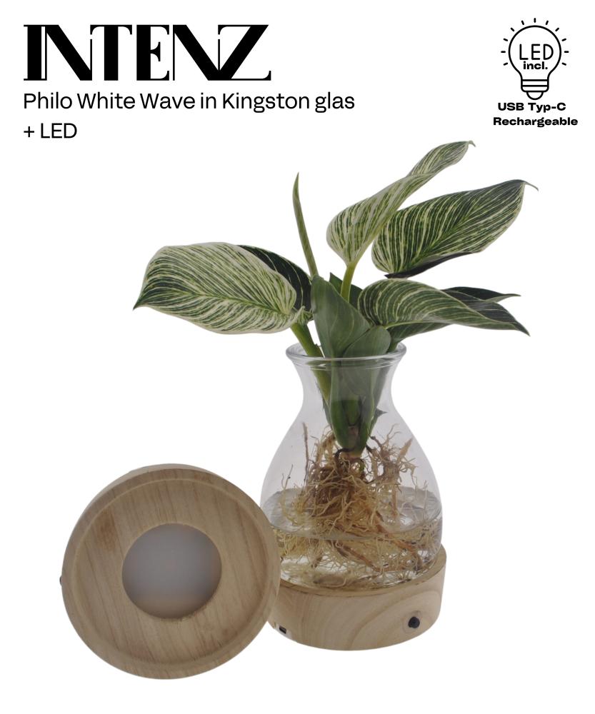 Philodendron