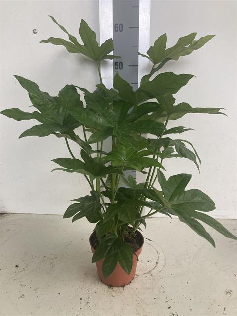 Fatsia - aralia sieboldii