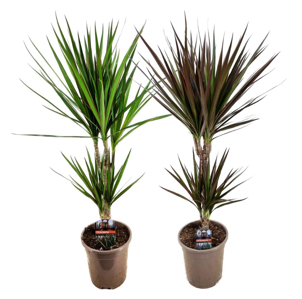dracaena