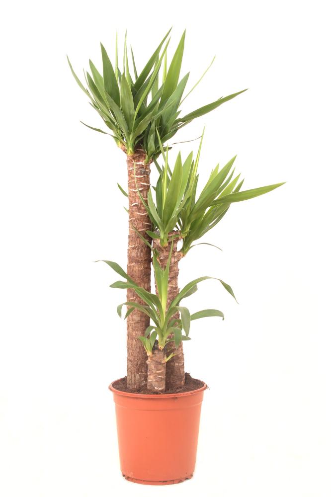 yucca