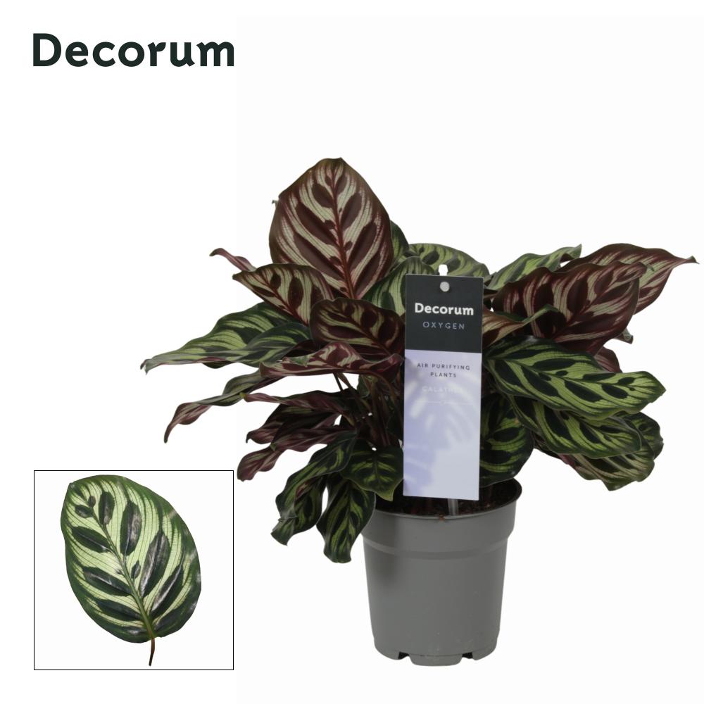 calathea