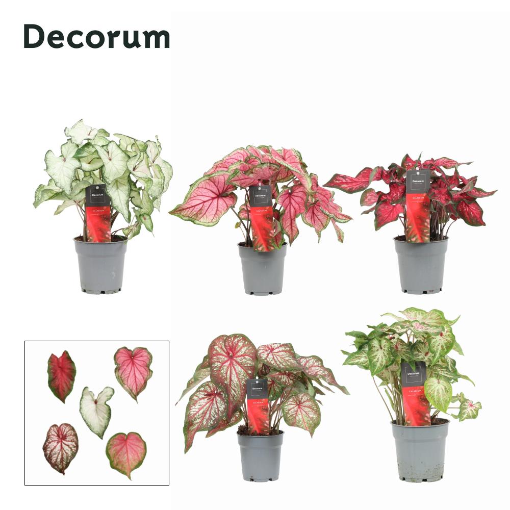 caladium