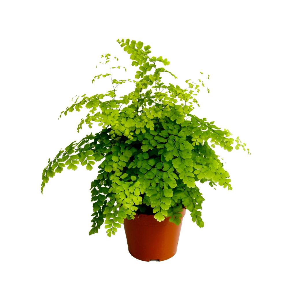 adiantum