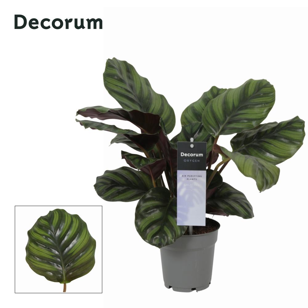 calathea