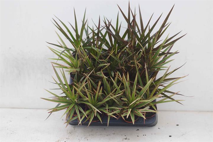 Dracaena marginata