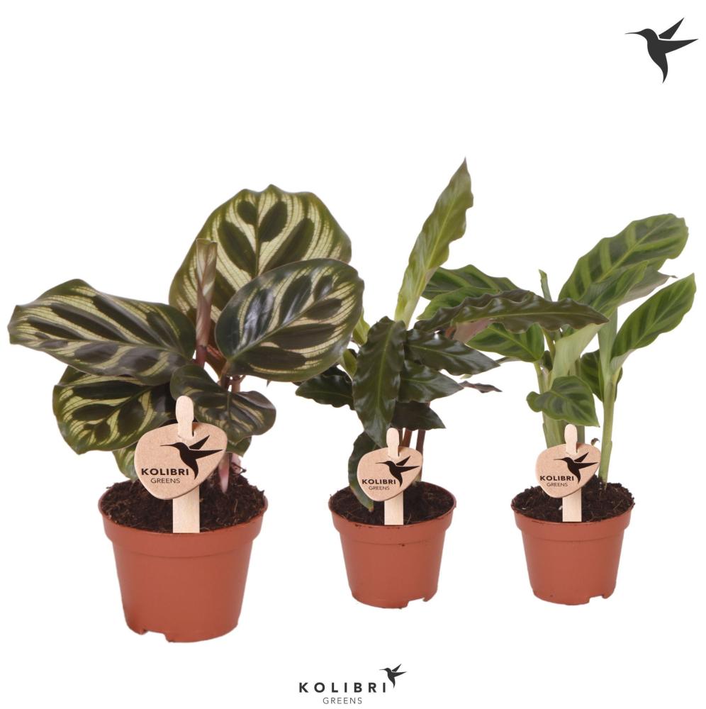 calathea