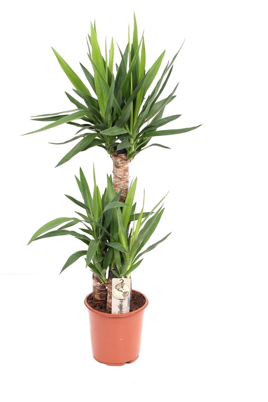 yucca