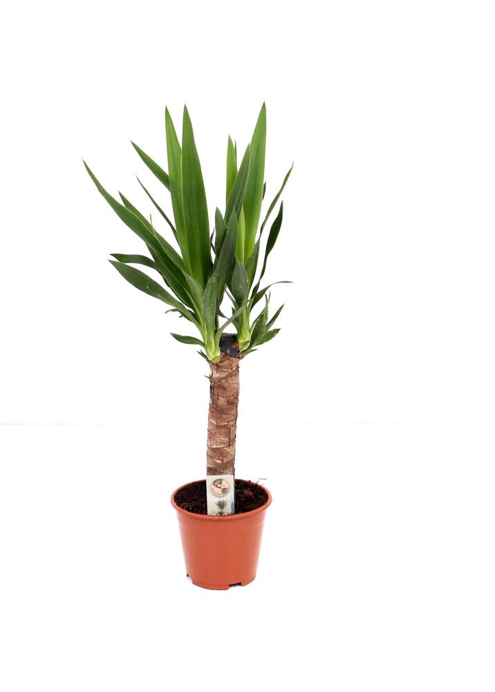yucca