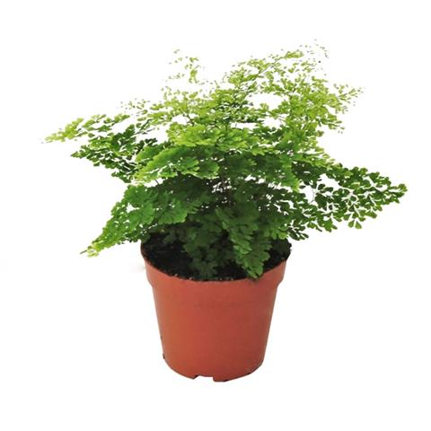 adiantum