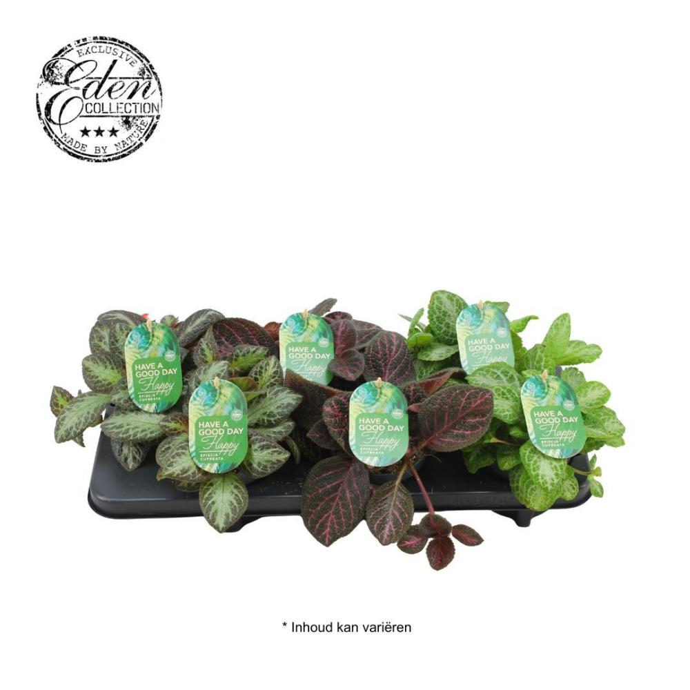 Episcia