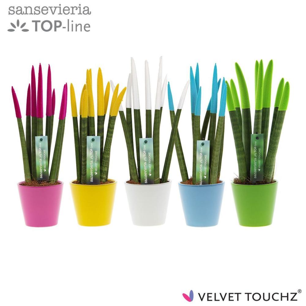 sansevieria