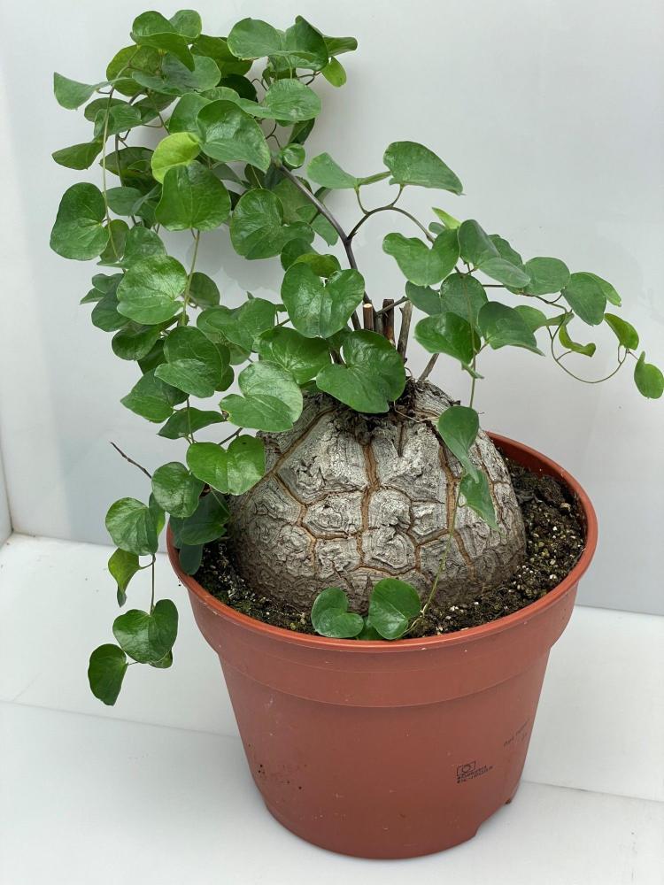 Dioscorea