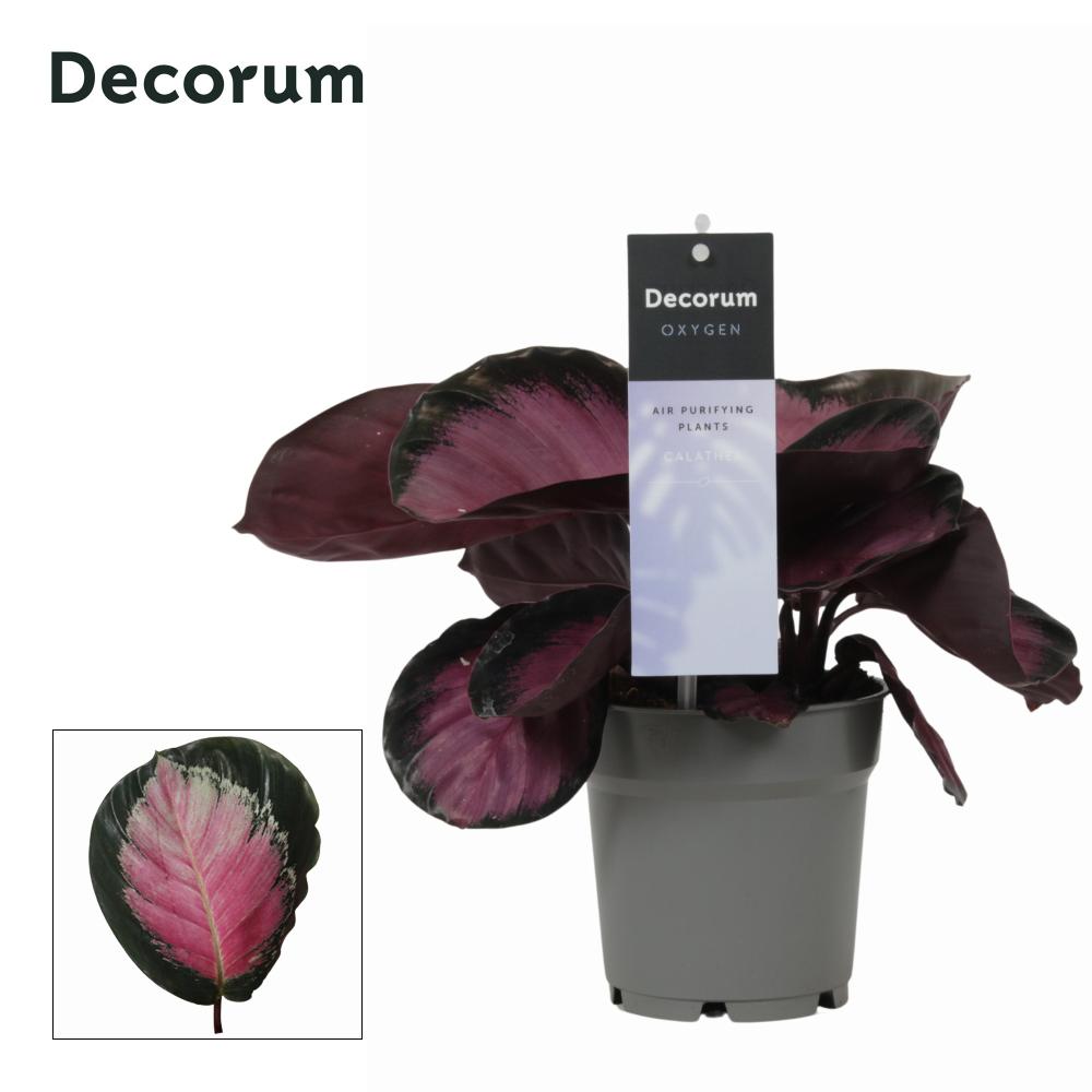 calathea