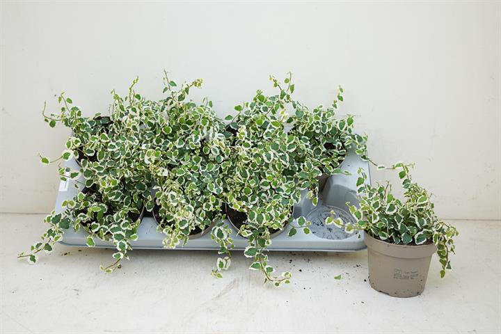 Ficus repens