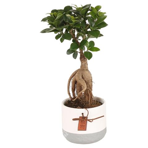 Ficus ginseng
