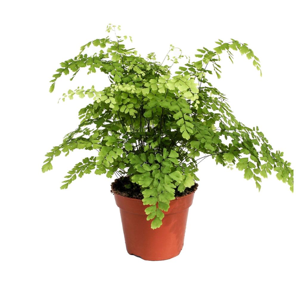 adiantum