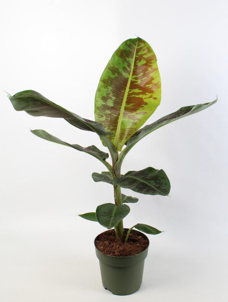 musa