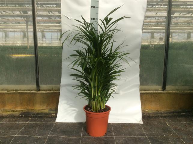 Areca-dypsis