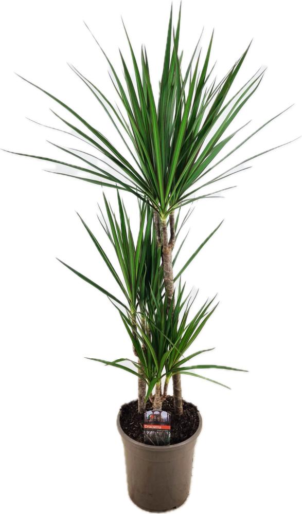 dracaena