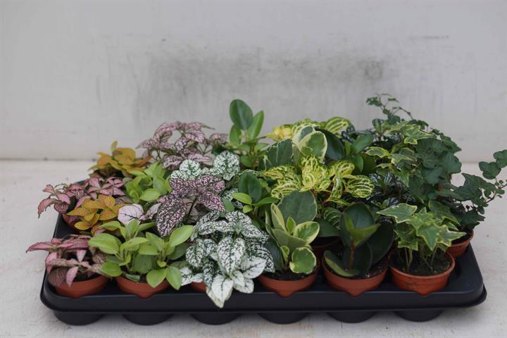 plantes a coupes