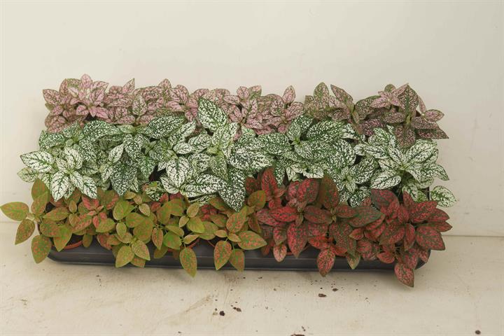 Hypoestes