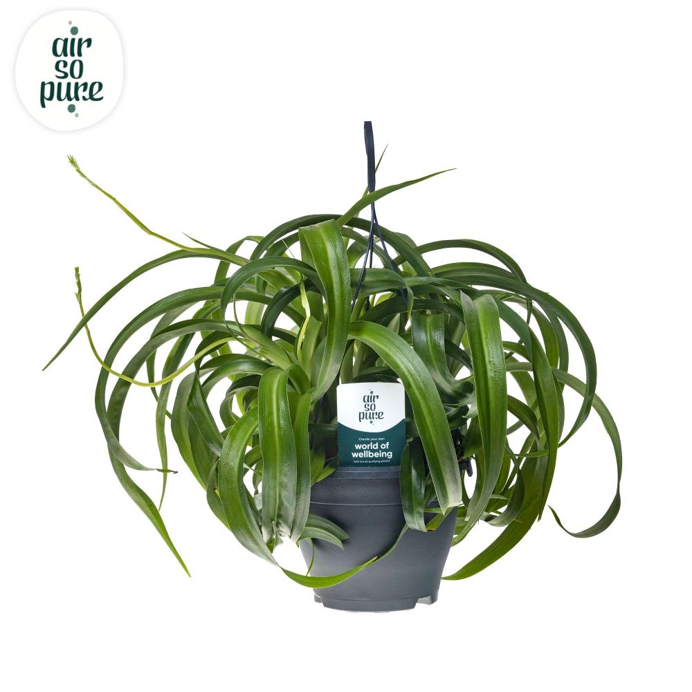 Chlorophytum