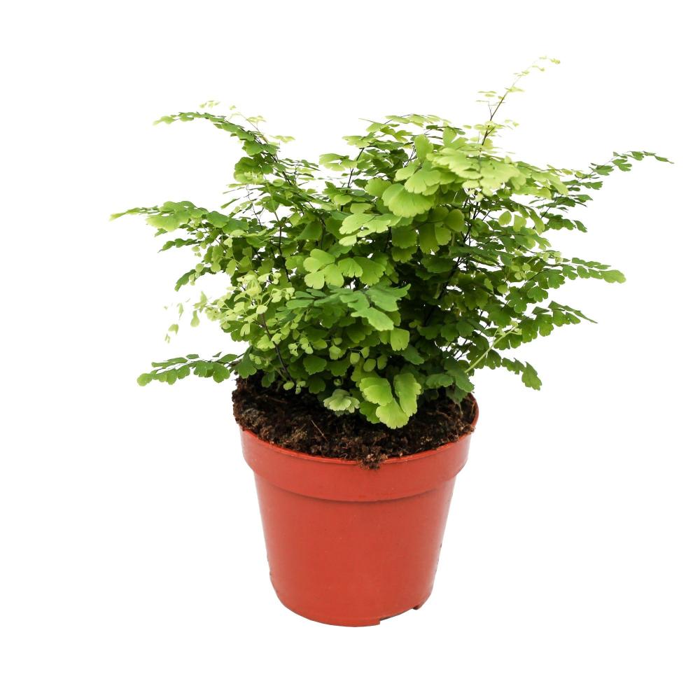 adiantum