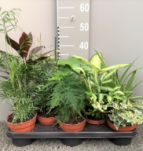 Plantes vertes diverses