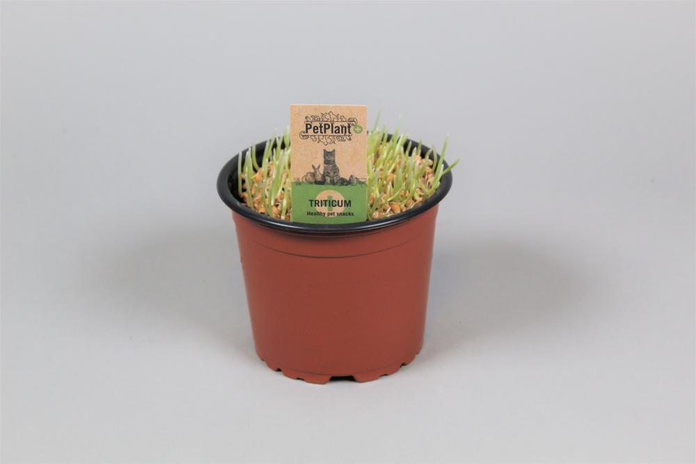 Hordeum - Herbe a Chat