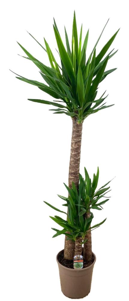 yucca