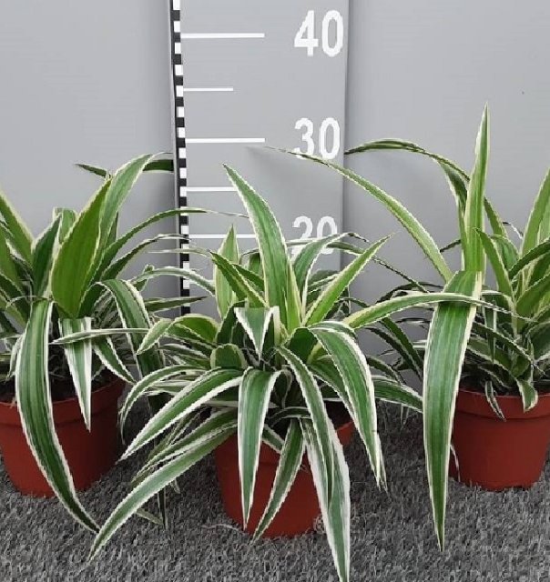 Chlorophytum