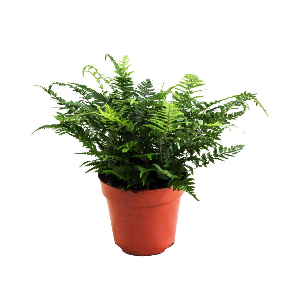 Athyrium