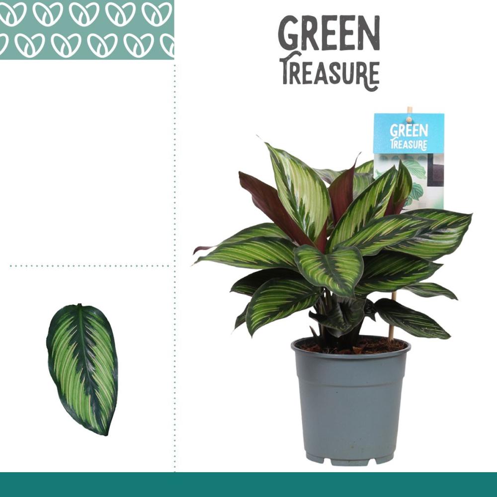 calathea