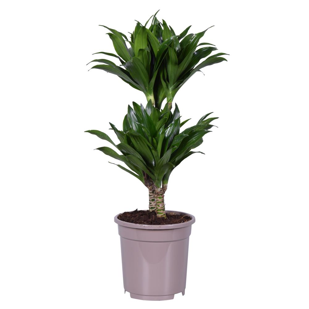 dracaena
