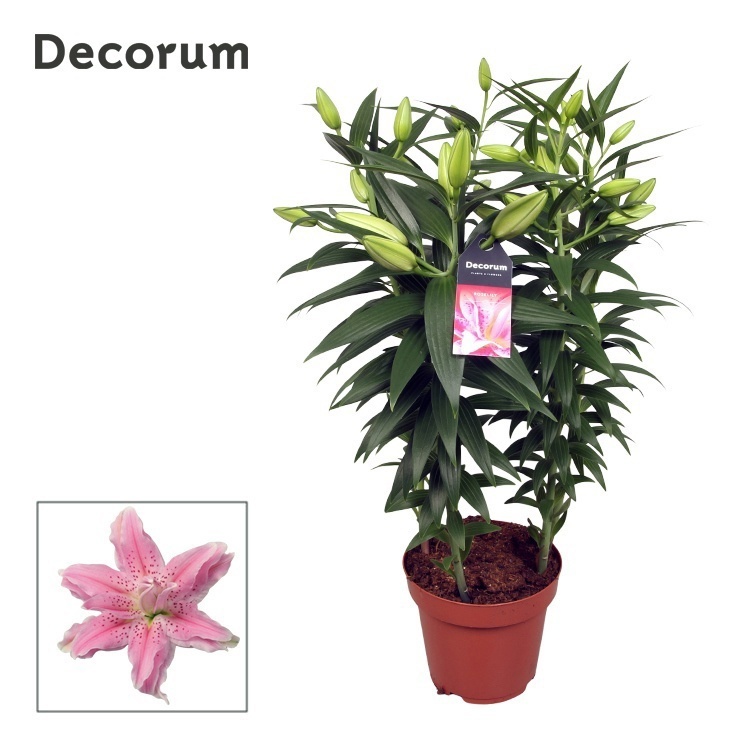 Lilium