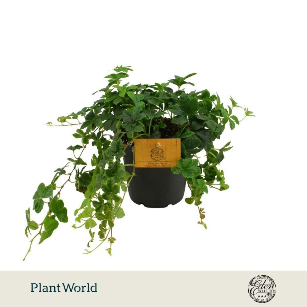Parthenocissus