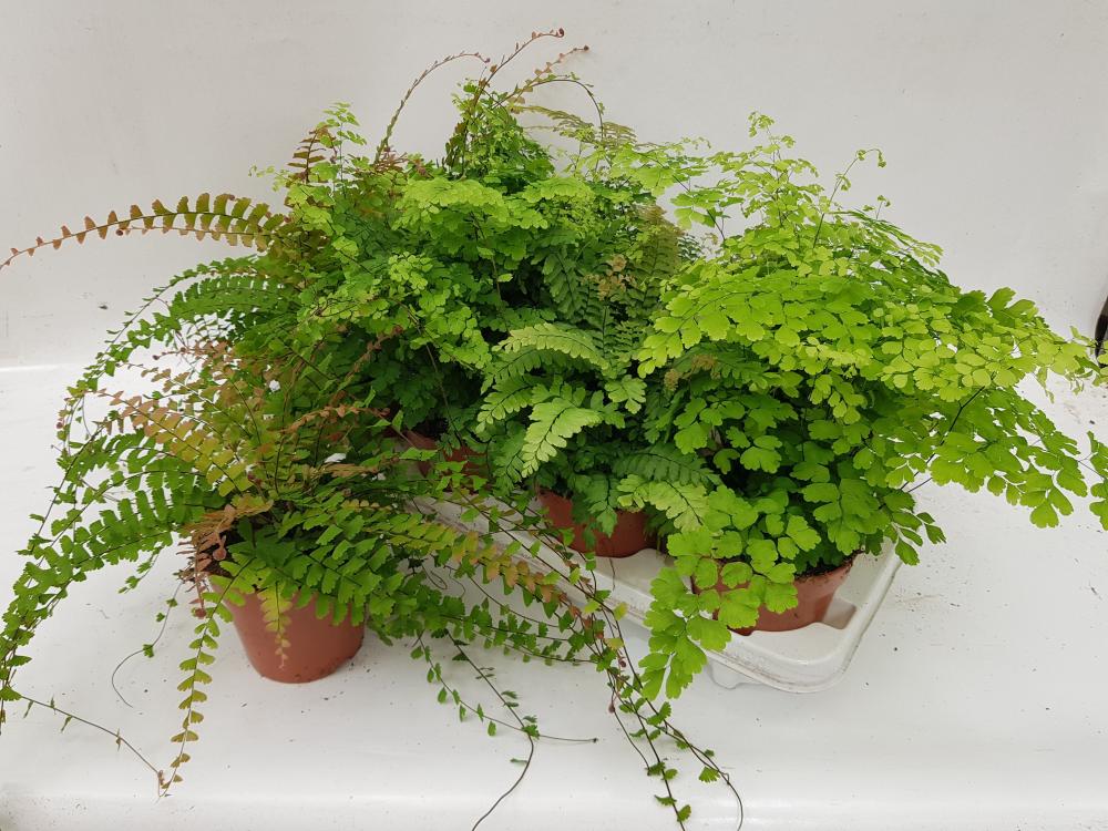 adiantum