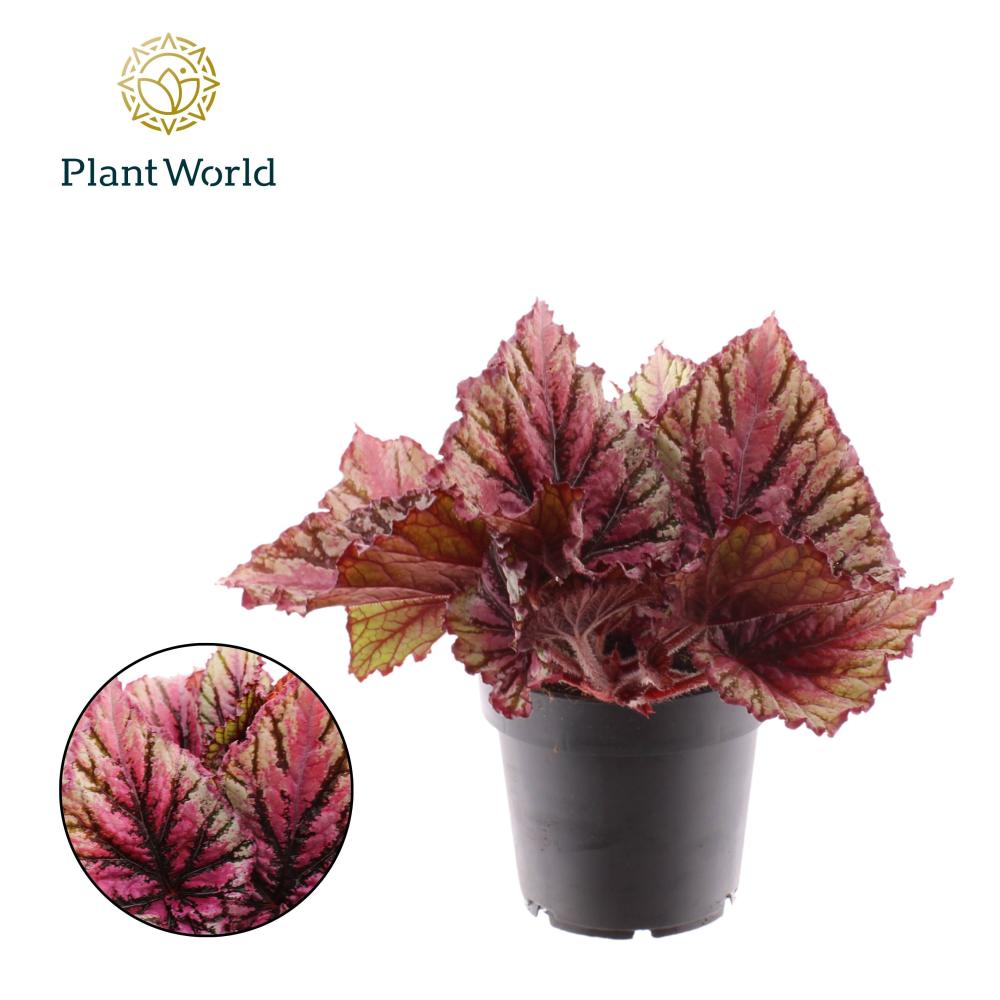 Begonia