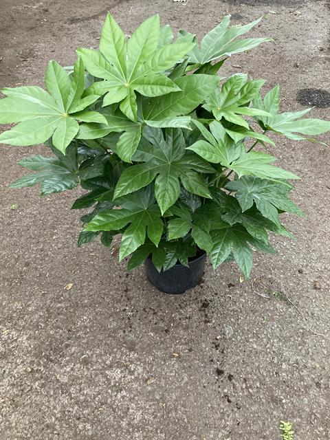 Fatsia - aralia sieboldii
