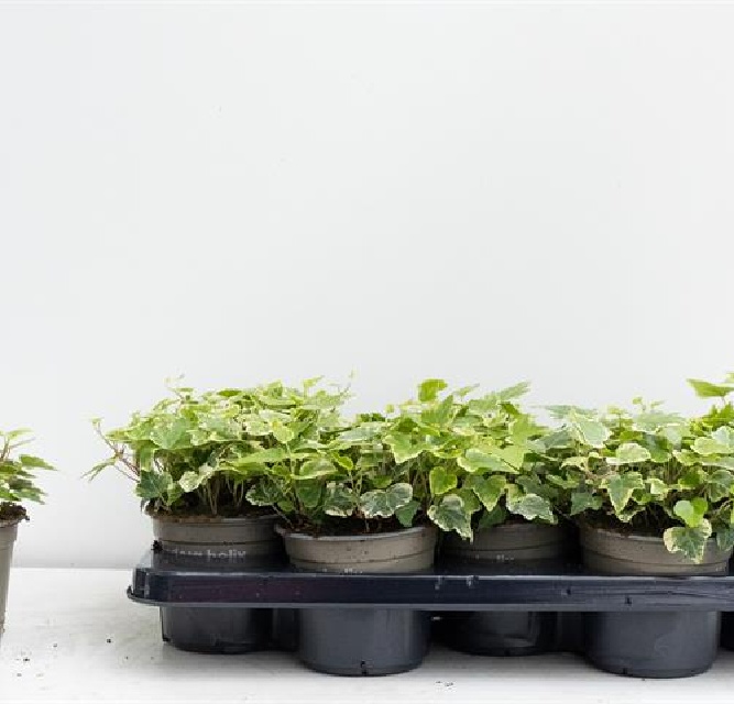 hedera
