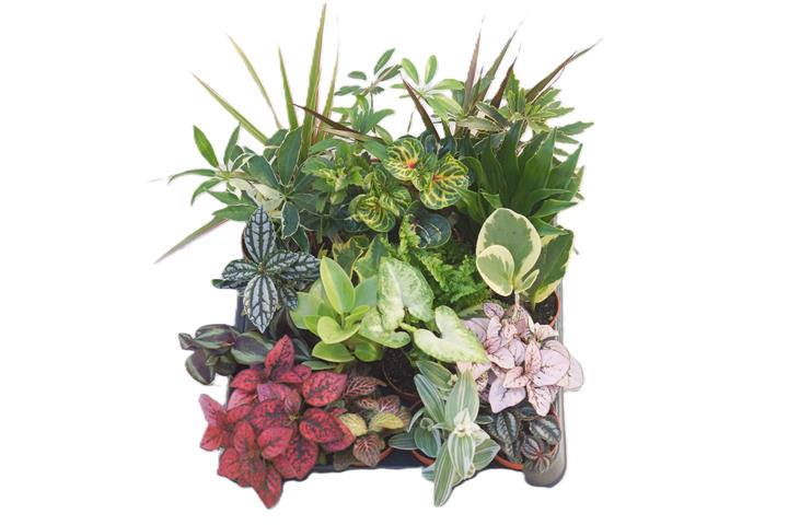 Mini plantes mixt