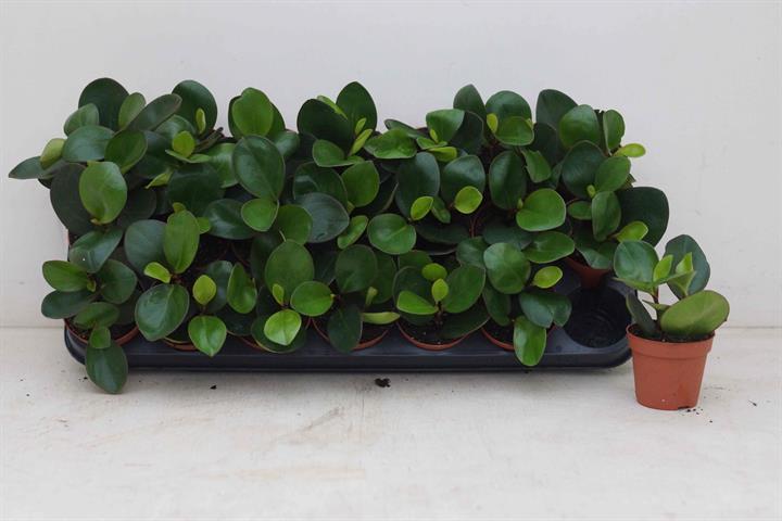 Peperomia