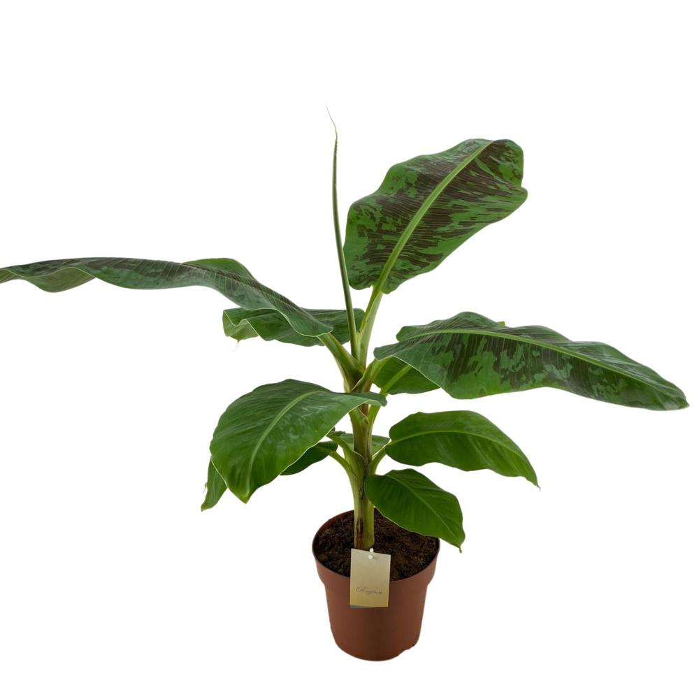 musa
