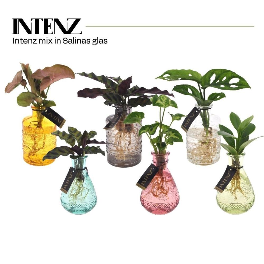 plantes mix